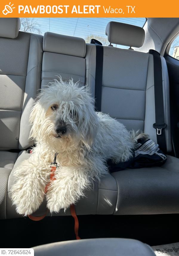 Found/Stray Unknown Dog last seen 16th and bosque , Waco, TX 76707