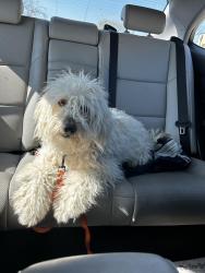 Found/Stray Unknown Dog last seen 16th and bosque , Waco, TX 76707
