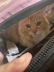 Found/Stray Unknown Cat last seen S Perry, Spokane, WA 99203