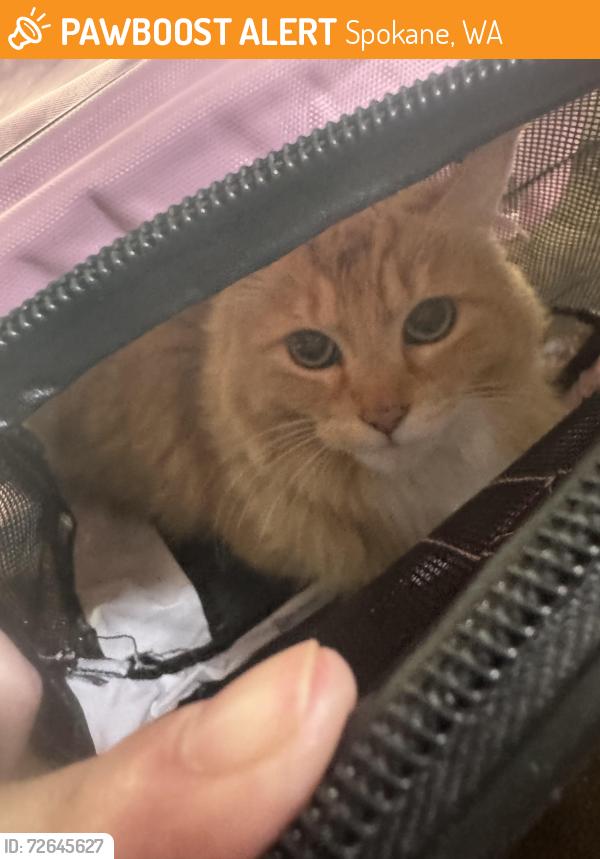Found/Stray Unknown Cat last seen S Perry, Spokane, WA 99203