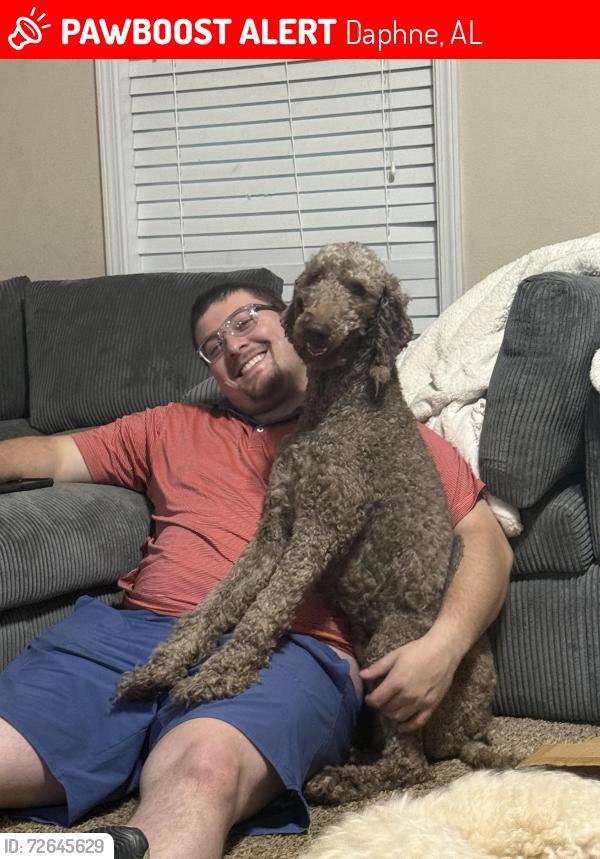 Lost Male Dog last seen belforest area - 54, Daphne, AL 36526