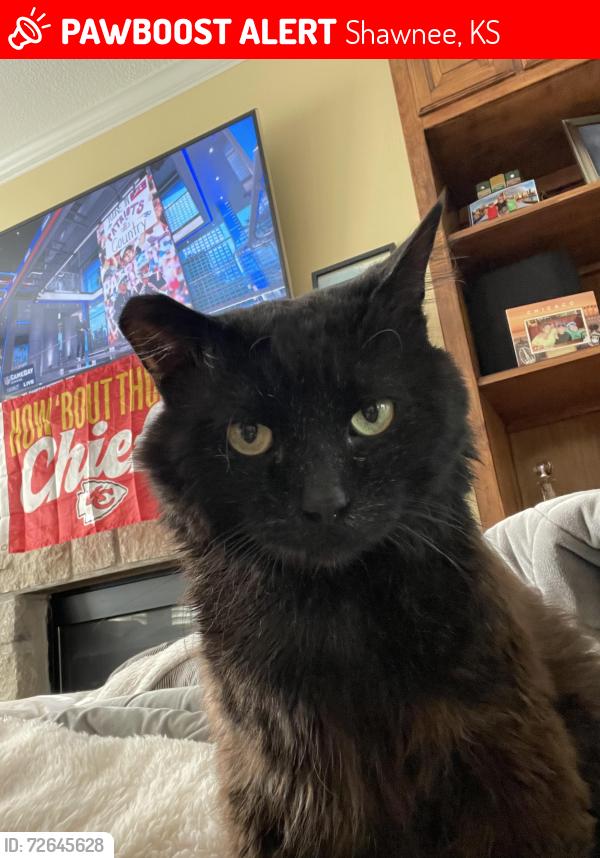 Lost Male Cat last seen Blackfish,lickman, Shawnee, KS 66216