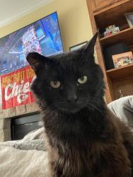 Lost Male Cat last seen Blackfish,lickman, Shawnee, KS 66216
