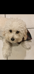 Lost Male Dog last seen 83!and Avalon , Los Angeles, CA 90001