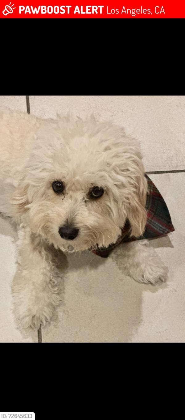 Lost Male Dog last seen 83!and Avalon , Los Angeles, CA 90001