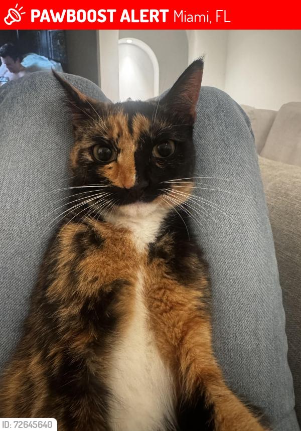 Lost Female Cat last seen 88th and 52nd ave , Miami, FL 33143