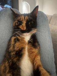 Lost Female Cat last seen 88th and 52nd ave , Miami, FL 33143
