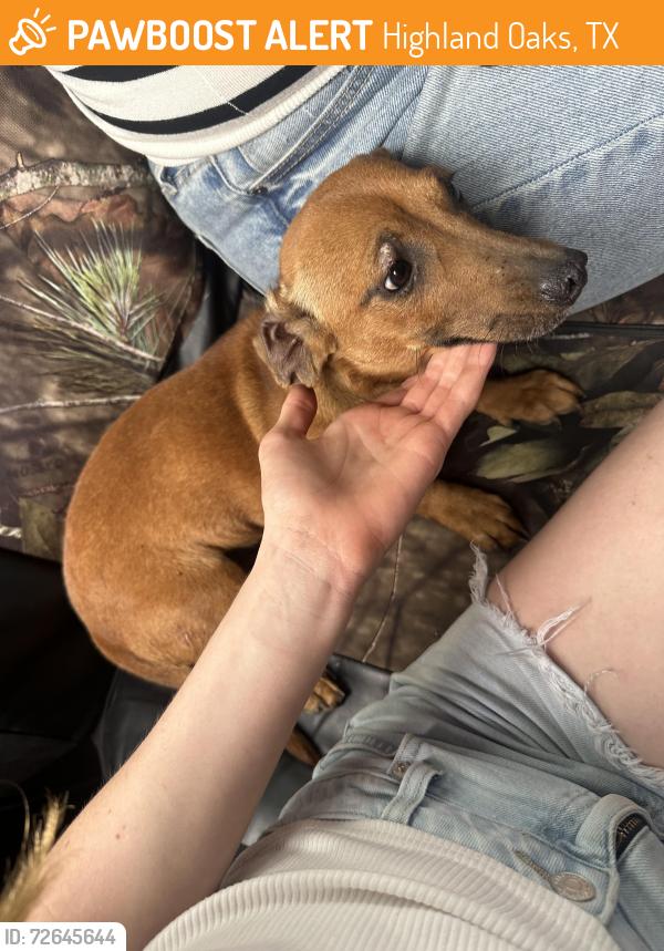 Found/Stray Female Dog last seen Hickory pass hickory way , Highland Oaks, TX 78264