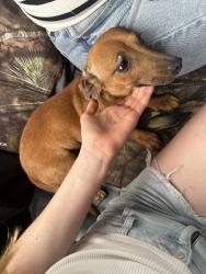 Found/Stray Female Dog last seen Hickory pass hickory way , Highland Oaks, TX 78264