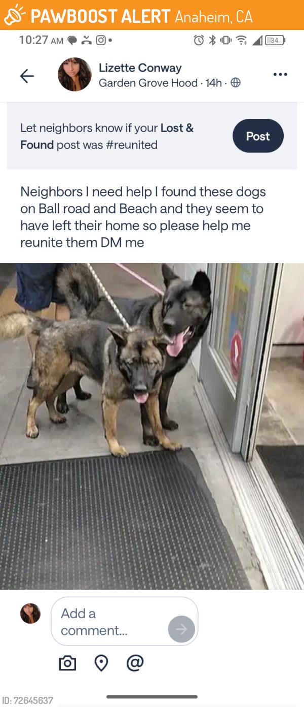 Found/Stray Female Dog last seen Ball rd towards beach next to a church and grocery store, Anaheim, CA 92804