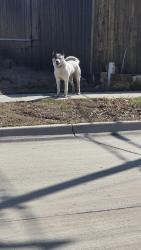 Found/Stray Unknown Dog last seen East Inwood and Rayborn , Arlington, TX 76010