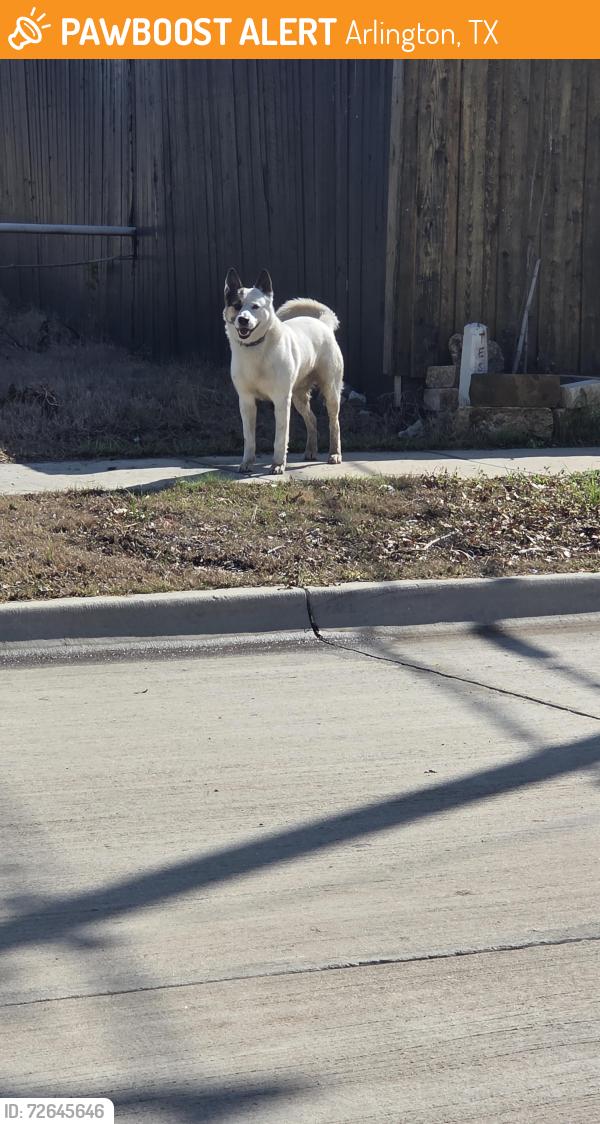 Found/Stray Unknown Dog last seen East Inwood and Rayborn , Arlington, TX 76010