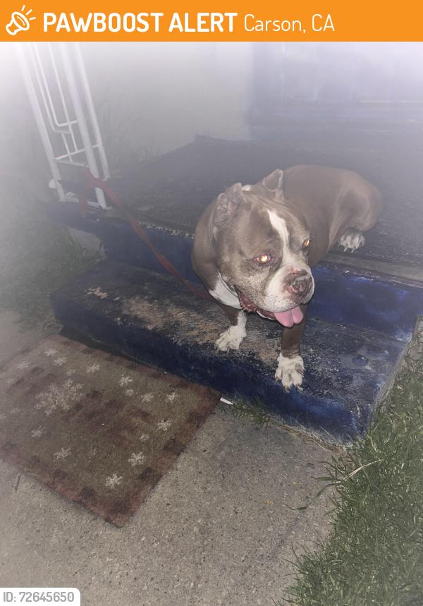 Found/Stray Male Dog last seen East Carson st and evonda , Carson, CA 90745
