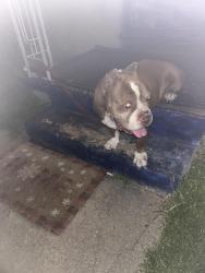 Found/Stray Male Dog last seen East Carson st and evonda , Carson, CA 90745