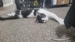 Lost Male Cat last seen Peachtree Corners/Norcross in: Fields at Peachtree Corners Complex, Norcross, GA 30092