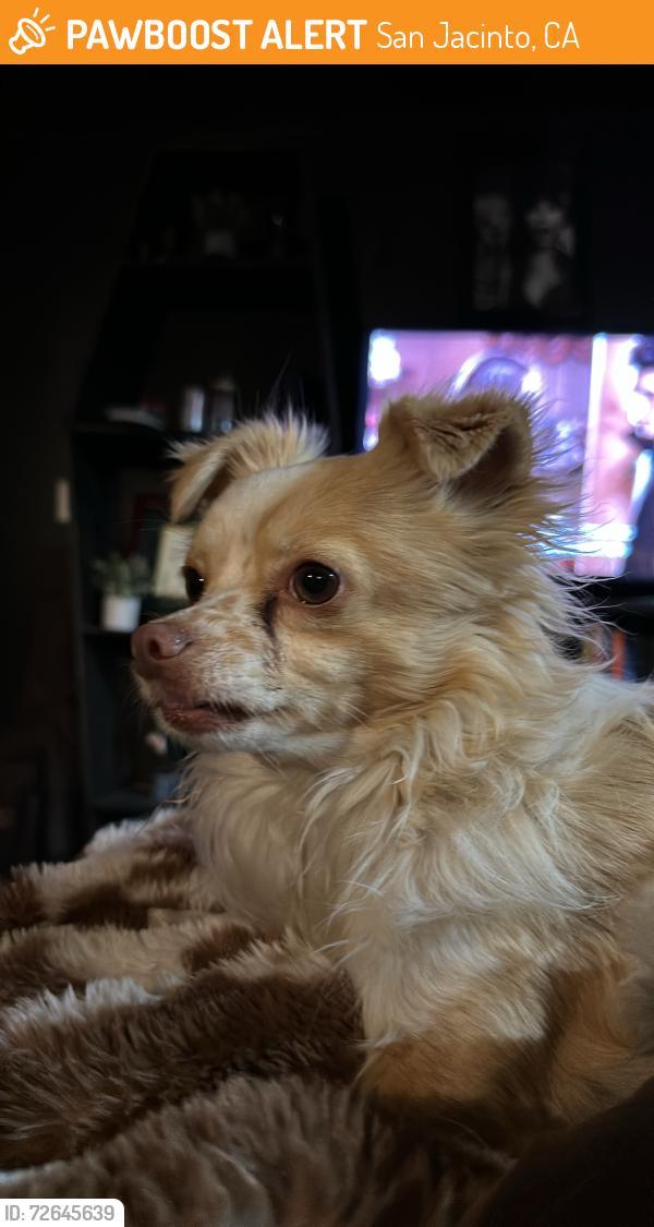 Found/Stray Male Dog last seen Ramona expressway & Lyon st, San Jacinto, CA 92582