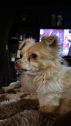 Found/Stray Male Dog last seen Ramona expressway & Lyon st, San Jacinto, CA 92582