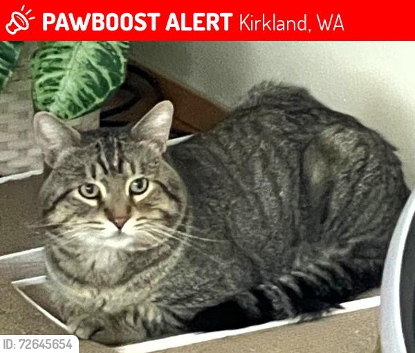 Lost Male Cat last seen 82nd Ave NE and NE 122nd Place, Kirkland, WA, Kirkland, WA 98034
