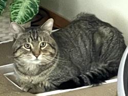Lost Male Cat last seen 82nd Ave NE and NE 122nd Place, Kirkland, WA, Kirkland, WA 98034
