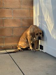 Found/Stray Female Dog last seen Sepulveda/Marbella, Carson, CA 90745