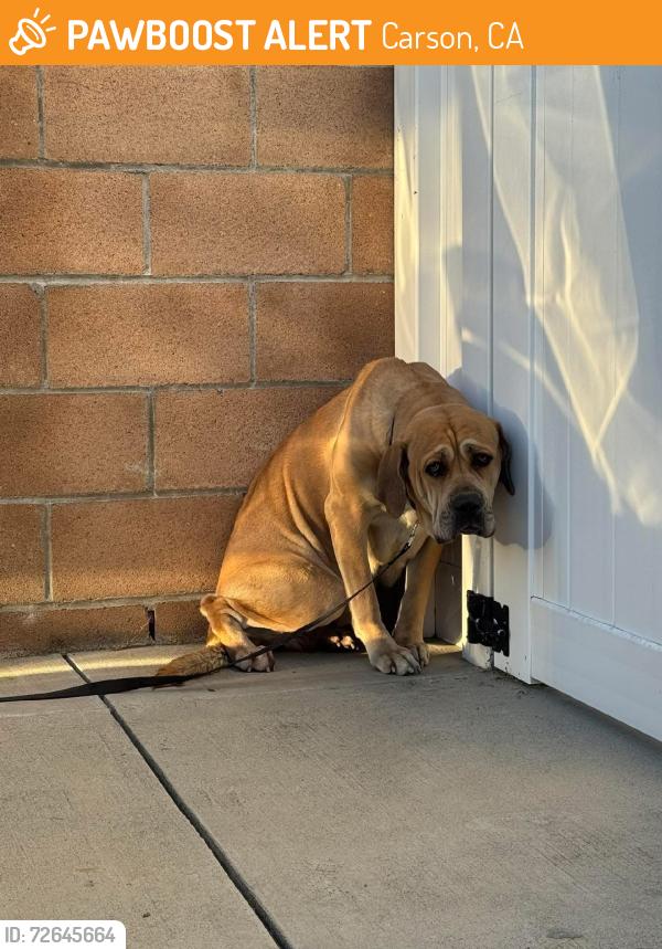 Found/Stray Female Dog last seen Sepulveda/Marbella, Carson, CA 90745