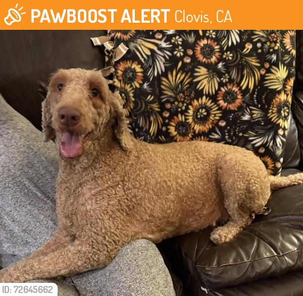 Found/Stray Female Dog last seen Behymer and Minnewawa, Clovis, CA 93619