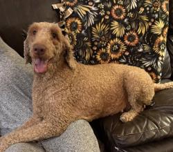 Found/Stray Female Dog last seen Behymer and Minnewawa, Clovis, CA 93619