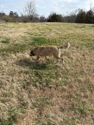 Found/Stray Male Dog last seen Roberts Road, Corryton, TN 37721