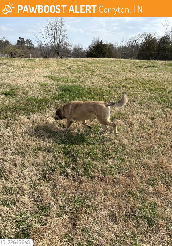 Found/Stray Male Dog last seen Roberts Road, Corryton, TN 37721