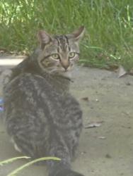 Found/Stray Male Cat last seen Big Horn, Elk Grove, CA 95758