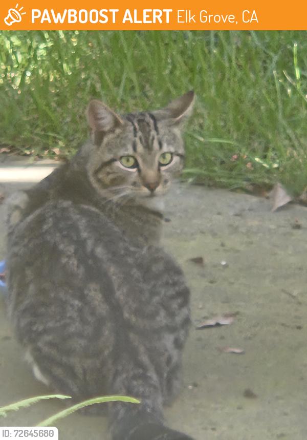 Found/Stray Male Cat last seen Big Horn, Elk Grove, CA 95758