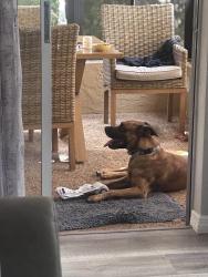 Lost Male Dog last seen Trouble creek, New Port Richey, FL 34652