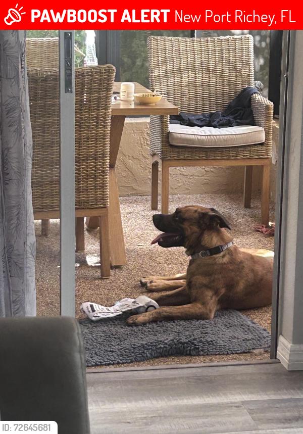 Lost Male Dog last seen Trouble creek, New Port Richey, FL 34652