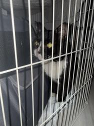 Found/Stray Unknown Cat last seen Samantha and Nicholas, Tracy, CA 95391