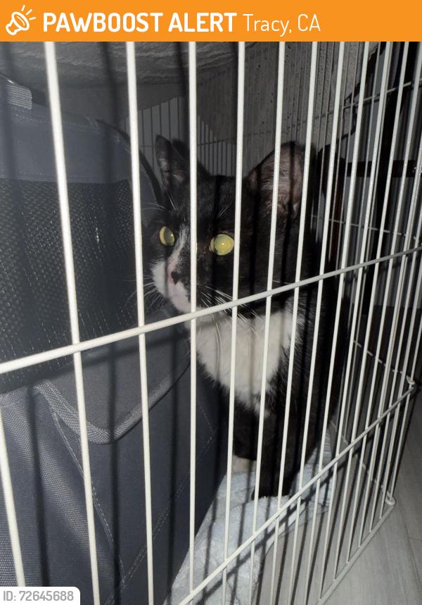Found/Stray Unknown Cat last seen Samantha and Nicholas, Tracy, CA 95391
