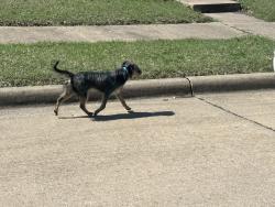 Found/Stray Male Dog last seen Nimitz and Comfort in Mesquite walking into a good pace towards the park, Mesquite, TX 75181