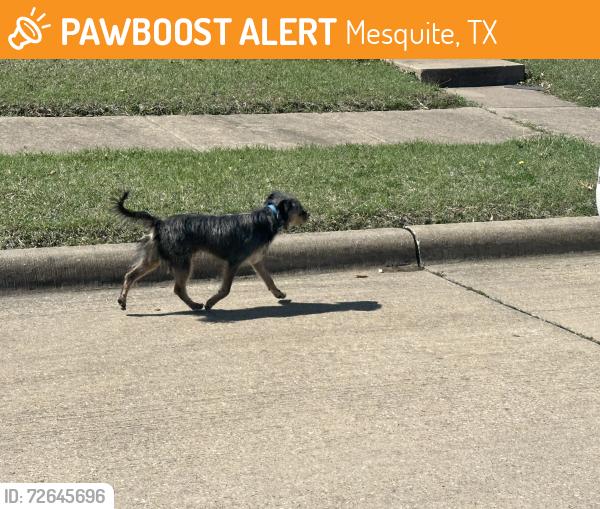 Found/Stray Male Dog last seen Nimitz and Comfort in Mesquite walking into a good pace towards the park, Mesquite, TX 75181