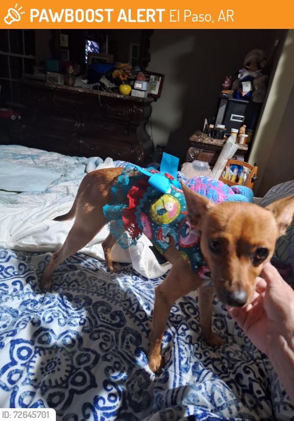 Found/Stray Female Dog last seen At elpaso fire station hwy 5, El Paso, AR 72045