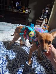 Found/Stray Female Dog last seen At elpaso fire station hwy 5, El Paso, AR 72045