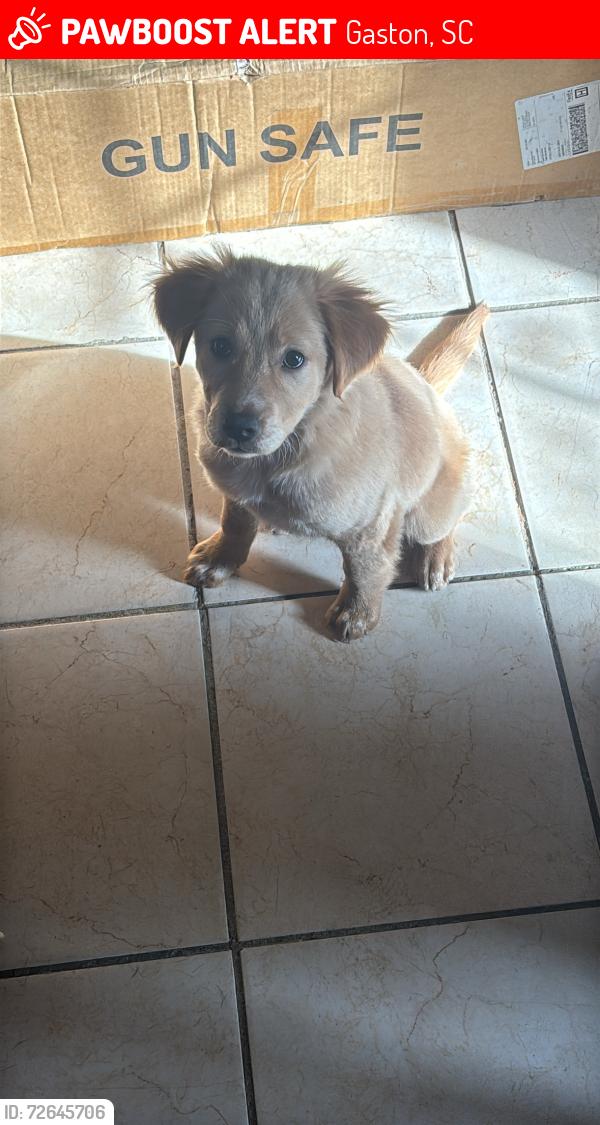 Lost Female Dog last seen Wild bird lane , Gaston, SC 29053