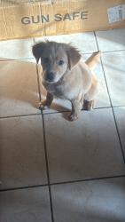 Lost Female Dog last seen Wild bird lane , Gaston, SC 29053