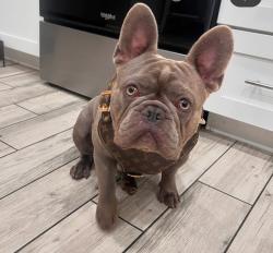 Lost Male Dog last seen 69th ave and Solano, Glendale, AZ 85303