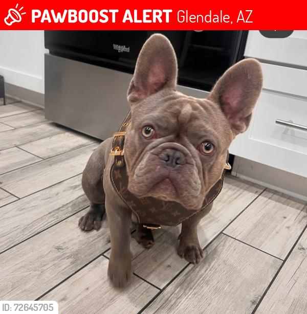 Lost Male Dog last seen 69th ave and Solano, Glendale, AZ 85303