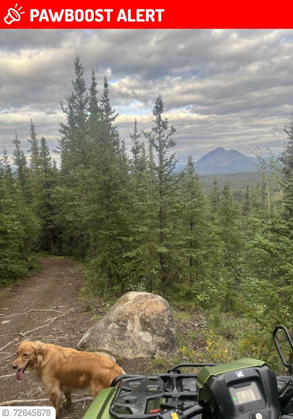 Lost Male Dog last seen Mile 229 Parks Highway , Denali National Park and Preserve, AK 99755