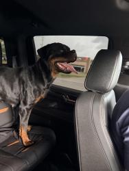 Found/Stray Female Dog last seen cypresswood, Spring, TX 77387