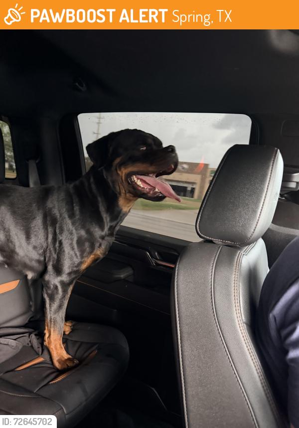 Found/Stray Female Dog last seen cypresswood, Spring, TX 77387