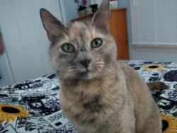 Lost Female Cat last seen Between Hopewell and Cambridge rd, Rock Hill, SC 29730