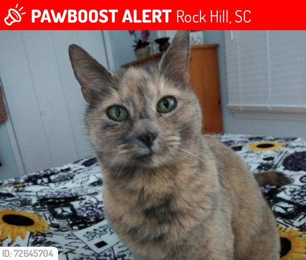 Lost Female Cat last seen Between Hopewell and Cambridge rd, Rock Hill, SC 29730