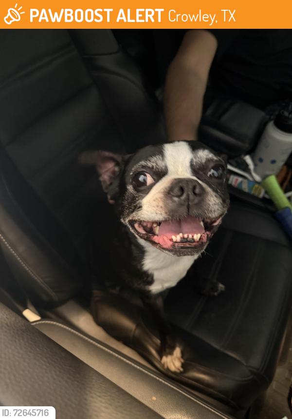 Found/Stray Male Dog last seen Old cleburne rd and west old cleburne rd , Crowley, TX 76036
