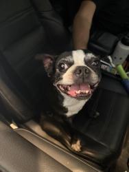 Found/Stray Male Dog last seen Old cleburne rd and west old cleburne rd , Crowley, TX 76036